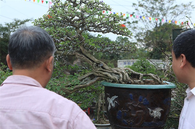 cây cảnh,cây cảnh tiền tỷ,chơi cây