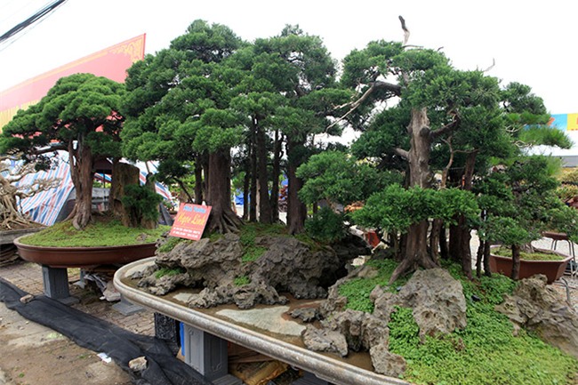 cây cảnh,cây cảnh tiền tỷ,chơi cây