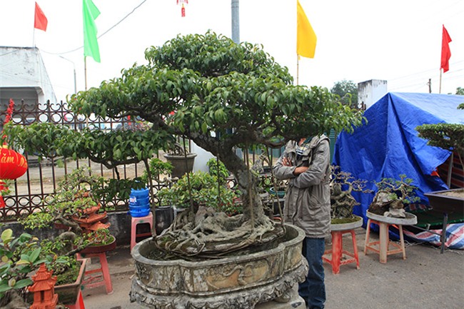 cây cảnh,cây cảnh tiền tỷ,chơi cây