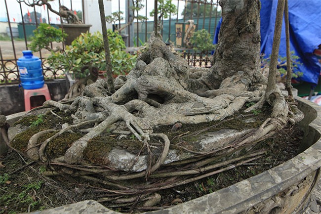 cây cảnh,cây cảnh tiền tỷ,chơi cây