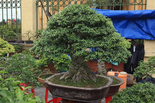 cây cảnh,cây cảnh tiền tỷ,chơi cây