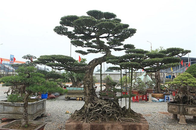 cây cảnh,cây cảnh tiền tỷ,chơi cây