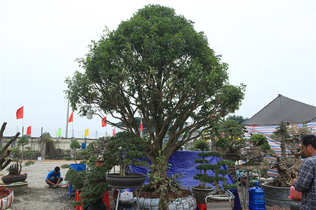 cây cảnh,cây cảnh tiền tỷ,chơi cây