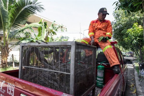 Thái Lan: Cơn ác mộng 31,801 con trăn, rắn chui lên từ bồn cầu ám ảnh người dân - Ảnh 2.