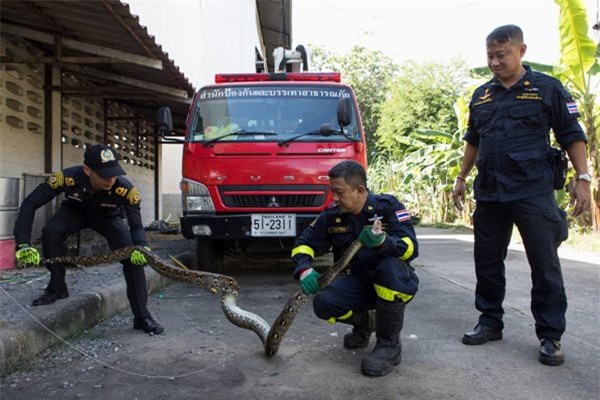 Thái Lan: Cơn ác mộng 31,801 con trăn, rắn chui lên từ bồn cầu ám ảnh người dân - Ảnh 3.