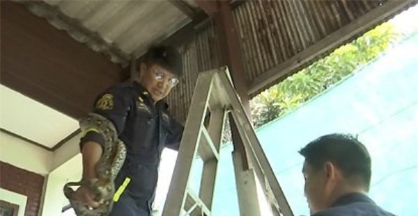 Thái Lan: Cơn ác mộng 31,801 con trăn, rắn chui lên từ bồn cầu ám ảnh người dân - Ảnh 7.
