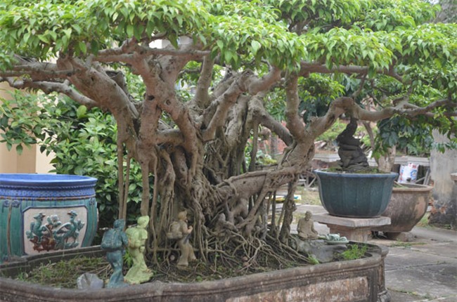 ngam “kiet tac” sanh 120 tuoi tung duoc tra gia hon 5 ty dong hinh anh 2