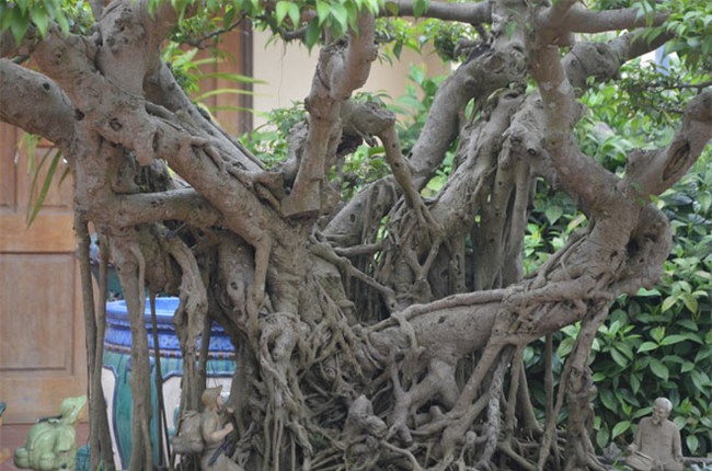 ngam “kiet tac” sanh 120 tuoi tung duoc tra gia hon 5 ty dong hinh anh 3