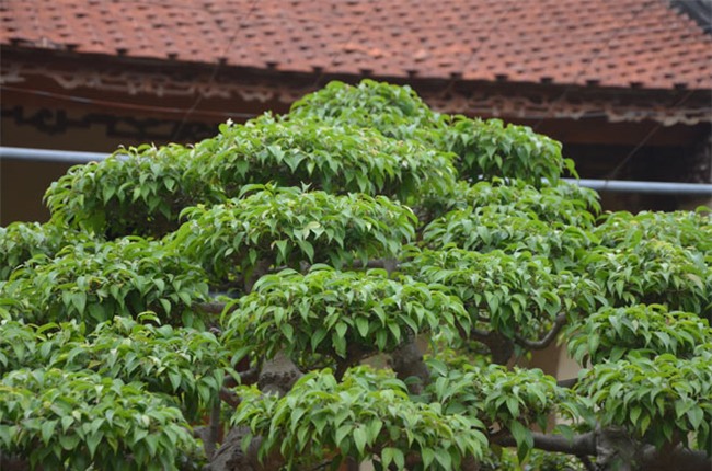 ngam “kiet tac” sanh 120 tuoi tung duoc tra gia hon 5 ty dong hinh anh 4