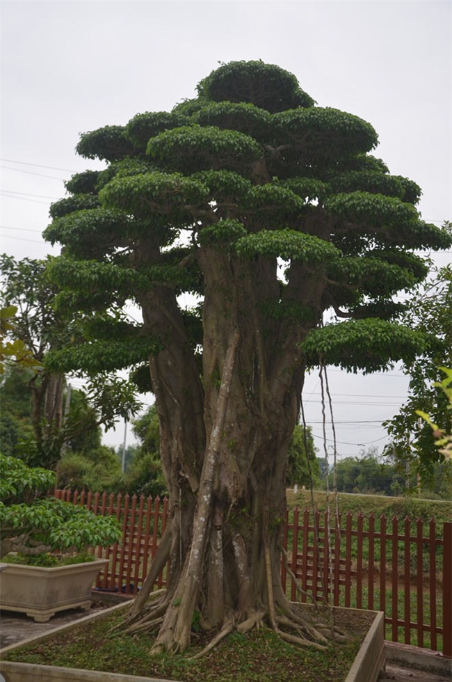 ngam “kiet tac” sanh 120 tuoi tung duoc tra gia hon 5 ty dong hinh anh 8