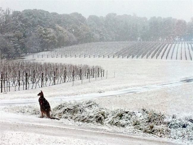 Ngất ngây với những hình ảnh tuyết rơi đẹp lung linh trên khắp thế giới - Ảnh 33.