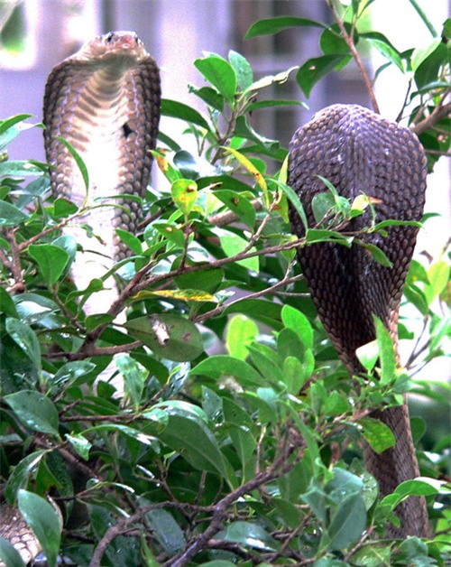 nuôi rắn,trại rắn