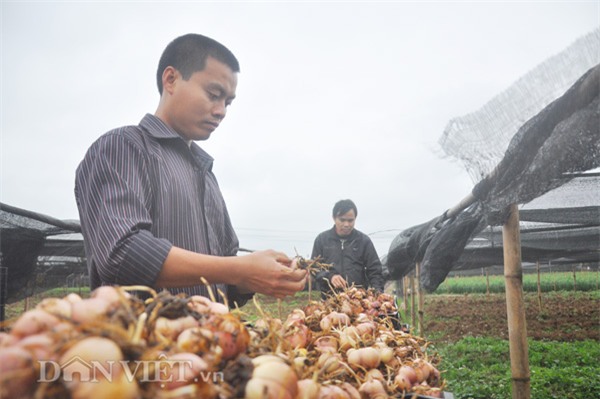 trong cay gi ban tet: bo ba trai ho bui thu 10 ty/nam nho loai hoa dep nhat the gioi hinh anh 1