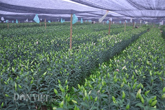 trong cay gi ban tet: bo ba trai ho bui thu 10 ty/nam nho loai hoa dep nhat the gioi hinh anh 2