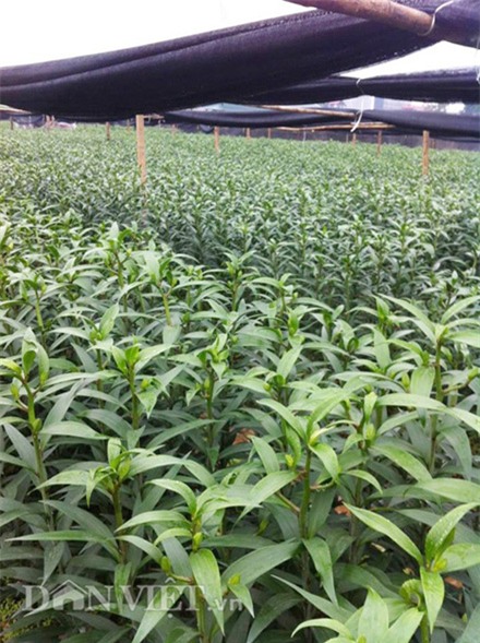 trong cay gi ban tet: bo ba trai ho bui thu 10 ty/nam nho loai hoa dep nhat the gioi hinh anh 3