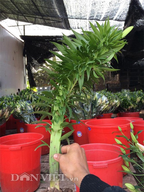 trong cay gi ban tet: bo ba trai ho bui thu 10 ty/nam nho loai hoa dep nhat the gioi hinh anh 4