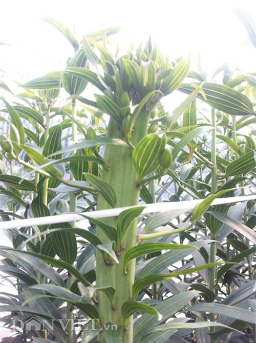 trong cay gi ban tet: bo ba trai ho bui thu 10 ty/nam nho loai hoa dep nhat the gioi hinh anh 5