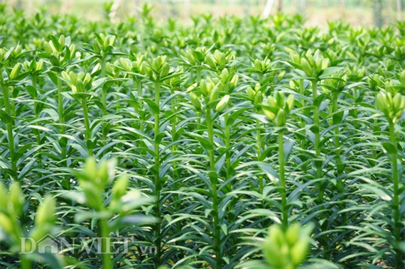 trong cay gi ban tet: bo ba trai ho bui thu 10 ty/nam nho loai hoa dep nhat the gioi hinh anh 6