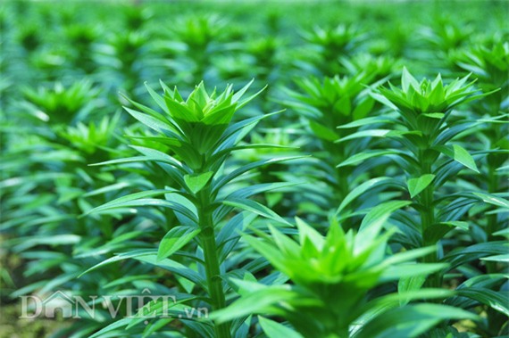 trong cay gi ban tet: bo ba trai ho bui thu 10 ty/nam nho loai hoa dep nhat the gioi hinh anh 7