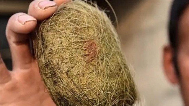 trư cát,cát lợn