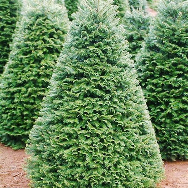 cây thông noel,thị trường giáng sinh,đồ chơi giáng sinh,cây thông giáng sinh,cây thông trang trí,cây thông