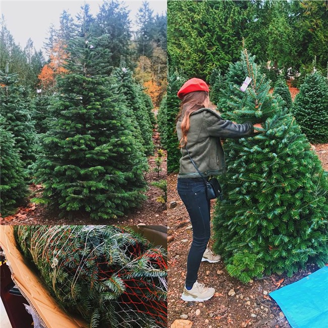 cây thông noel,thị trường giáng sinh,đồ chơi giáng sinh,cây thông giáng sinh,cây thông trang trí,cây thông