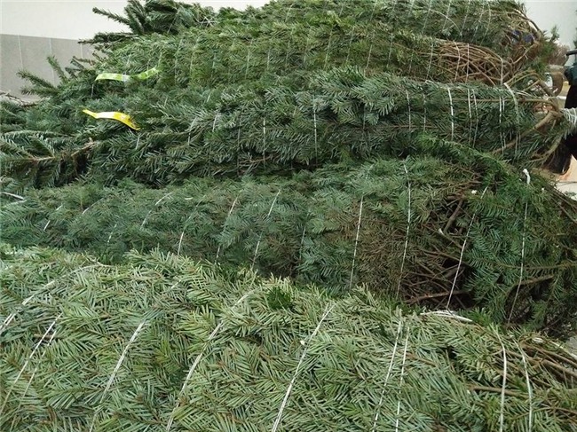 cây thông noel,thị trường giáng sinh,đồ chơi giáng sinh,cây thông giáng sinh,cây thông trang trí,cây thông