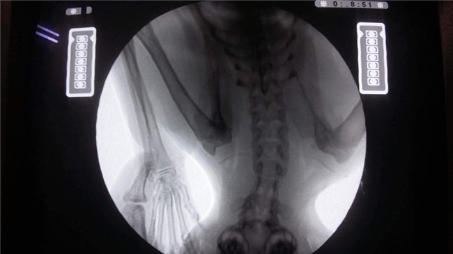 Chàng trai bán điện thoại, vay mượn khắp nơi để có đủ 40 triệu cứu mèo ngã từ tầng 5 xuống đất - Ảnh 4.