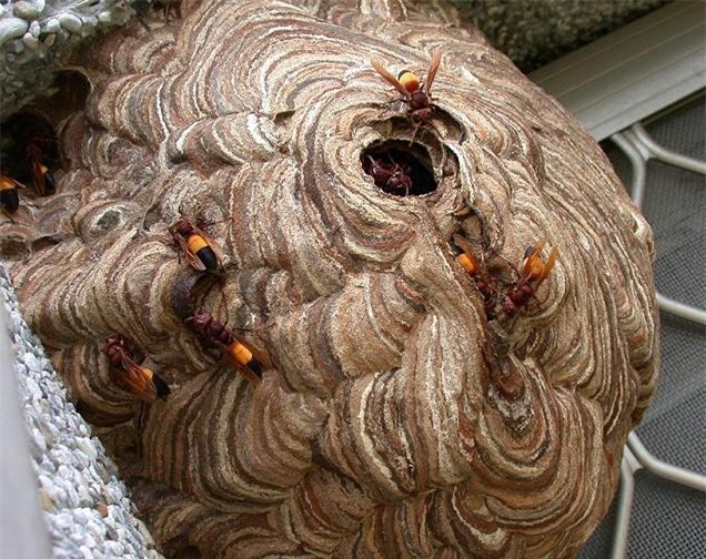 Cùng chiêm ngưỡng vẻ đẹp tuyệt vời của ong vò vẽ thông qua bức ảnh chất lượng và sống động. Những đường nét và màu sắc tự nhiên khiến cho hình ảnh ong vò vẽ như một tác phẩm nghệ thuật.