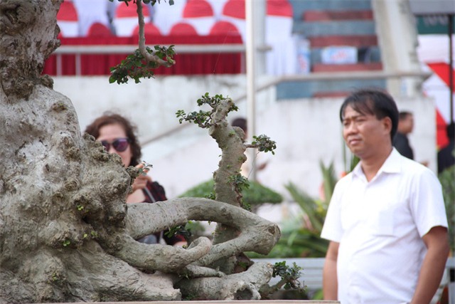 Đại gia xếp hàng 2 năm, cõng bao tải tiền mua cây duối cổ trăm năm