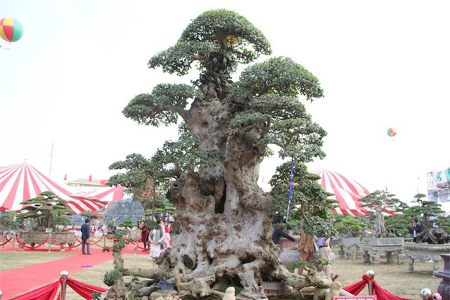 Đại gia xếp hàng 2 năm, cõng bao tải tiền mua cây duối cổ trăm năm