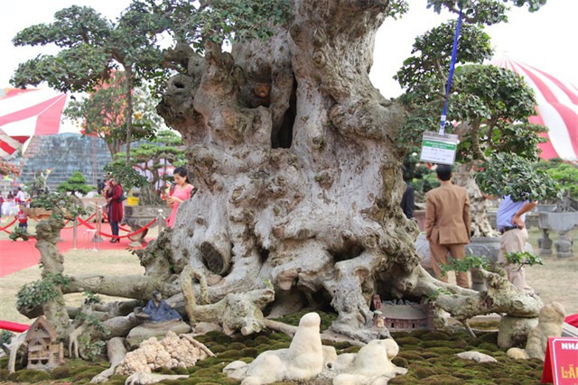 Đại gia xếp hàng 2 năm, cõng bao tải tiền mua cây duối cổ trăm năm