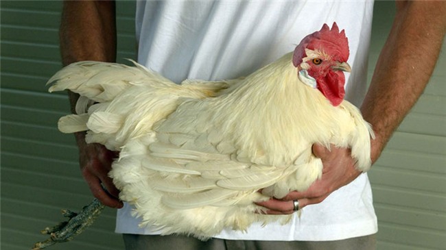 Thịt gà sang chảnh giá 1 triệu đồng/kg có gì đặc biệt?