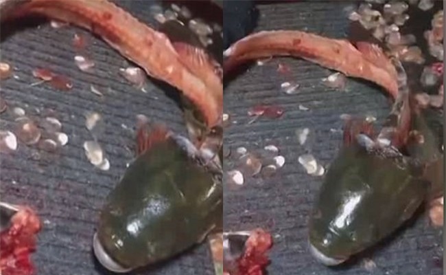 Đoạn video gây tranh cãi: Cá bị lọc hết thịt chỉ còn phần đầu vẫn thở thoi thóp - Ảnh 2.