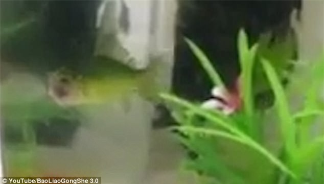 Đoạn video gây tranh cãi: Cá bị lọc hết thịt chỉ còn phần đầu vẫn thở thoi thóp - Ảnh 3.