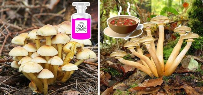 10 mon co the gay nguy hiem neu ban an khong dung cach - 6