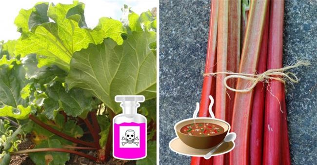 10 mon co the gay nguy hiem neu ban an khong dung cach - 8