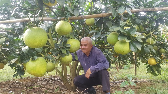 tỷ phú nông dân,trang trại,nông sản,bưởi da xanh,lão nông,Hòa Bình