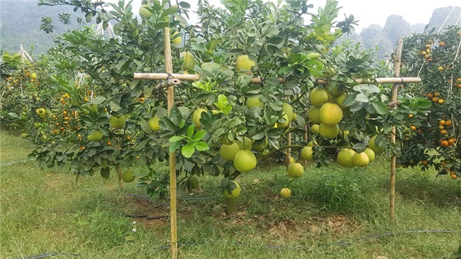 tỷ phú nông dân,trang trại,nông sản,bưởi da xanh,lão nông,Hòa Bình