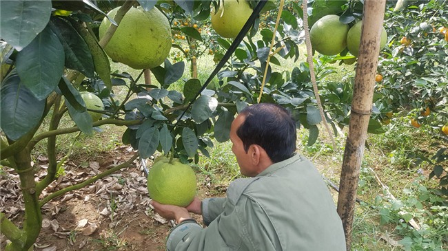 tỷ phú nông dân,trang trại,nông sản,bưởi da xanh,lão nông,Hòa Bình