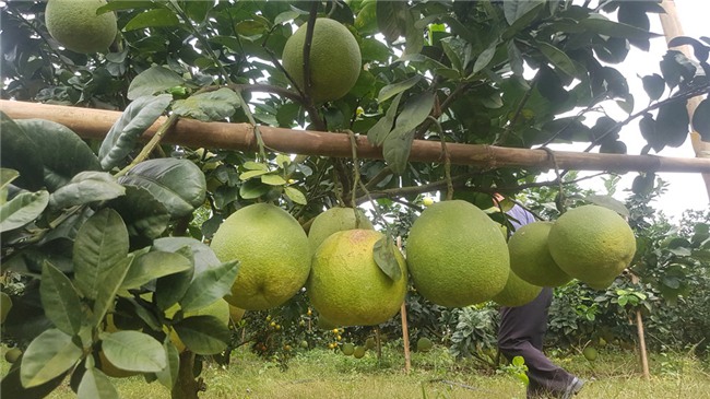 tỷ phú nông dân,trang trại,nông sản,bưởi da xanh,lão nông,Hòa Bình