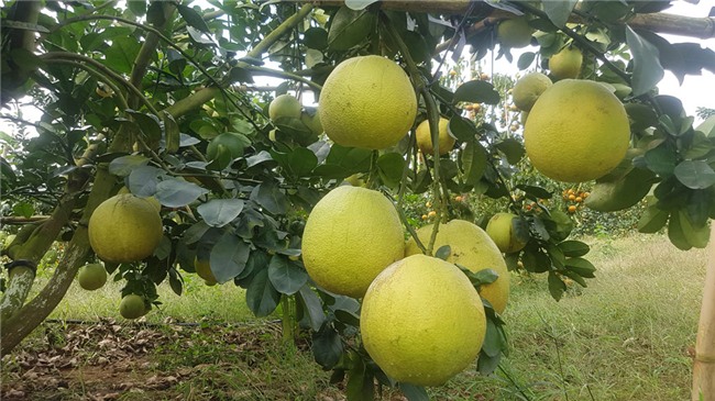 tỷ phú nông dân,trang trại,nông sản,bưởi da xanh,lão nông,Hòa Bình