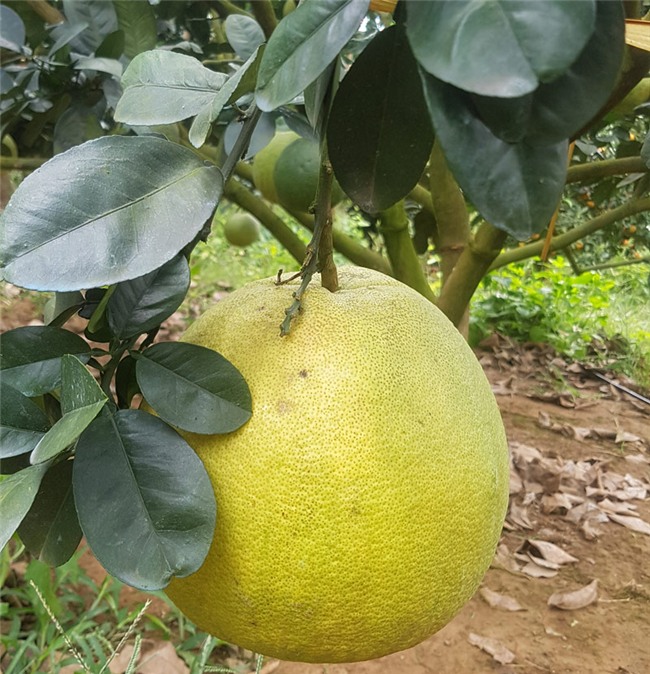 tỷ phú nông dân,trang trại,nông sản,bưởi da xanh,lão nông,Hòa Bình