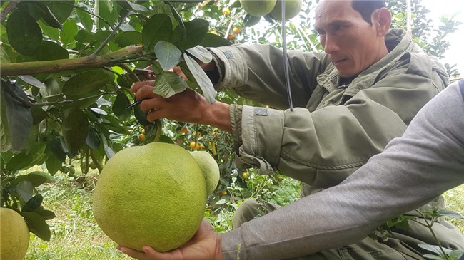 tỷ phú nông dân,trang trại,nông sản,bưởi da xanh,lão nông,Hòa Bình