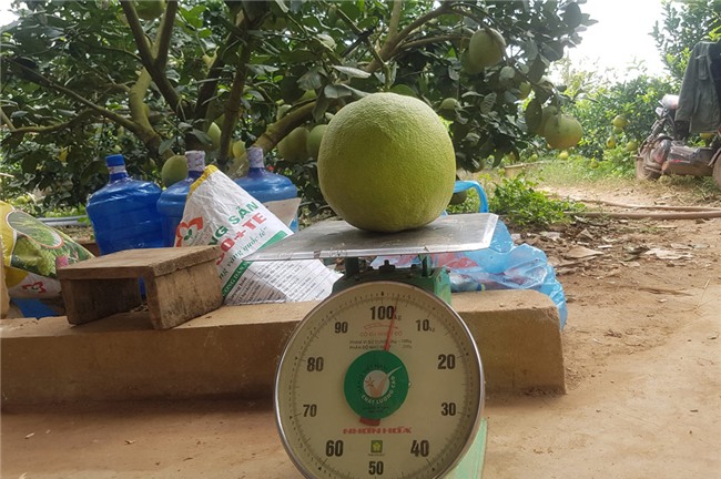 tỷ phú nông dân,trang trại,nông sản,bưởi da xanh,lão nông,Hòa Bình