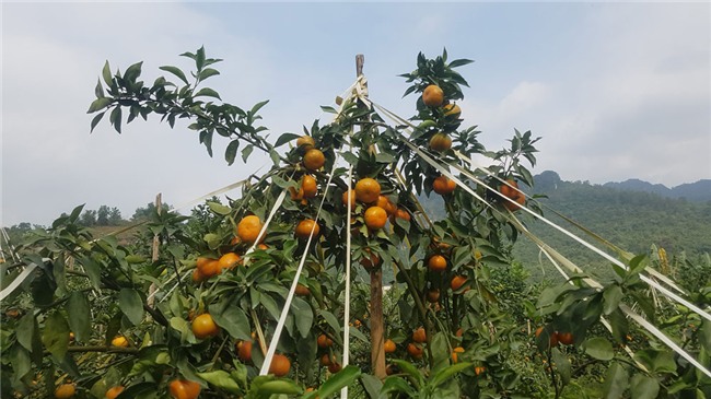 tỷ phú nông dân,trang trại,nông sản,bưởi da xanh,lão nông,Hòa Bình