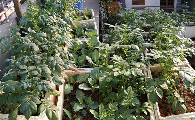 trồng rau sạch,vườn rau trên sân thượng