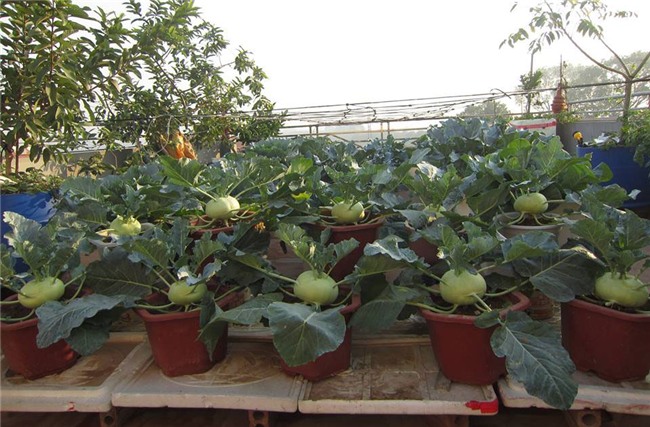 trồng rau sạch,vườn rau trên sân thượng