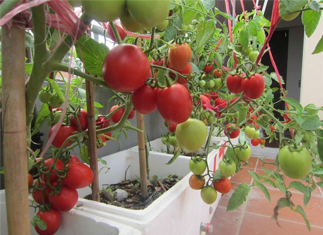 trồng rau sạch,vườn rau trên sân thượng