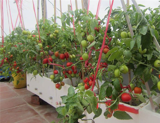 trồng rau sạch,vườn rau trên sân thượng